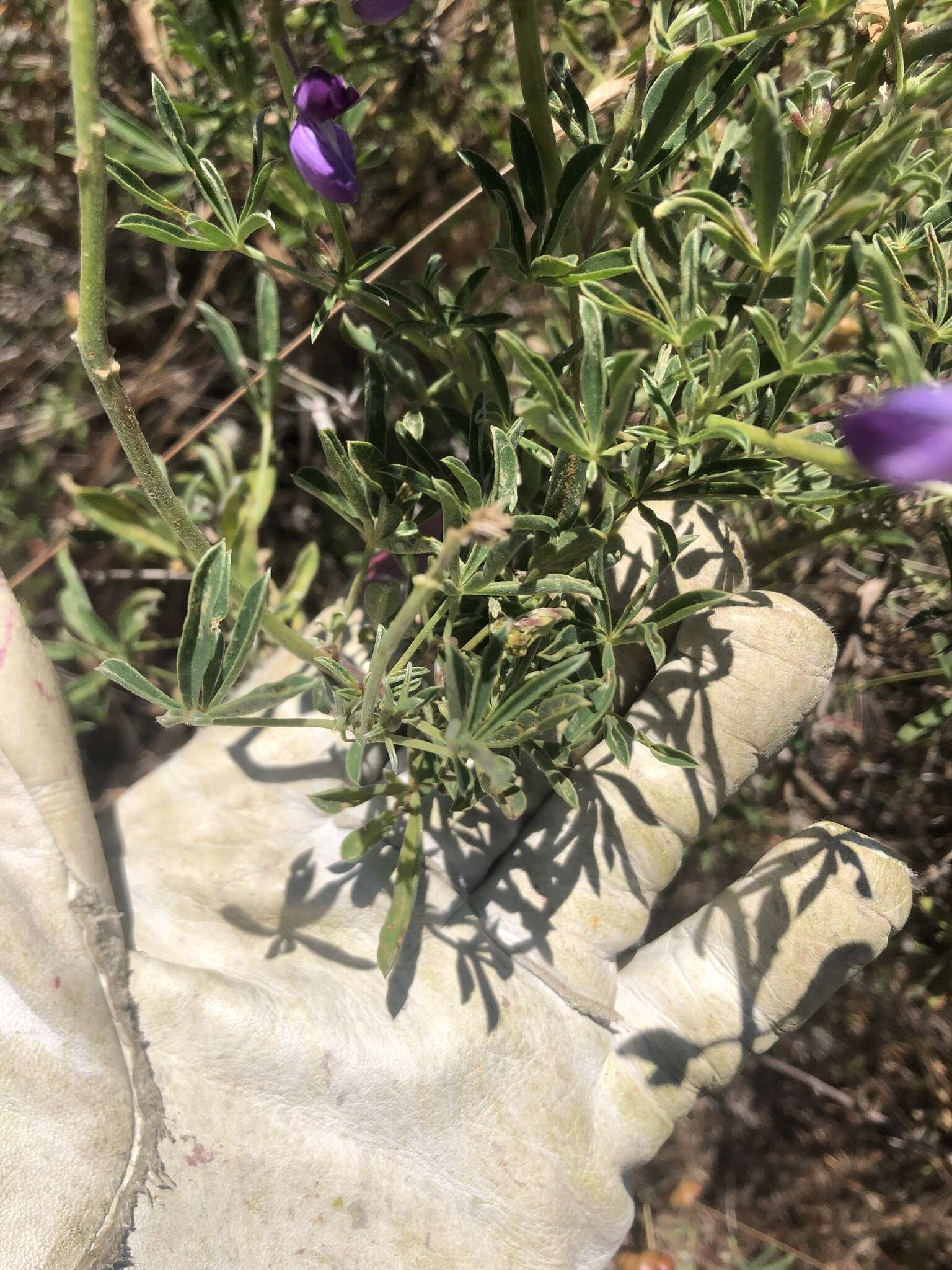 Imagem de Lupinus variicolor Steud.