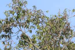 Image of Lesser Green Leafbird