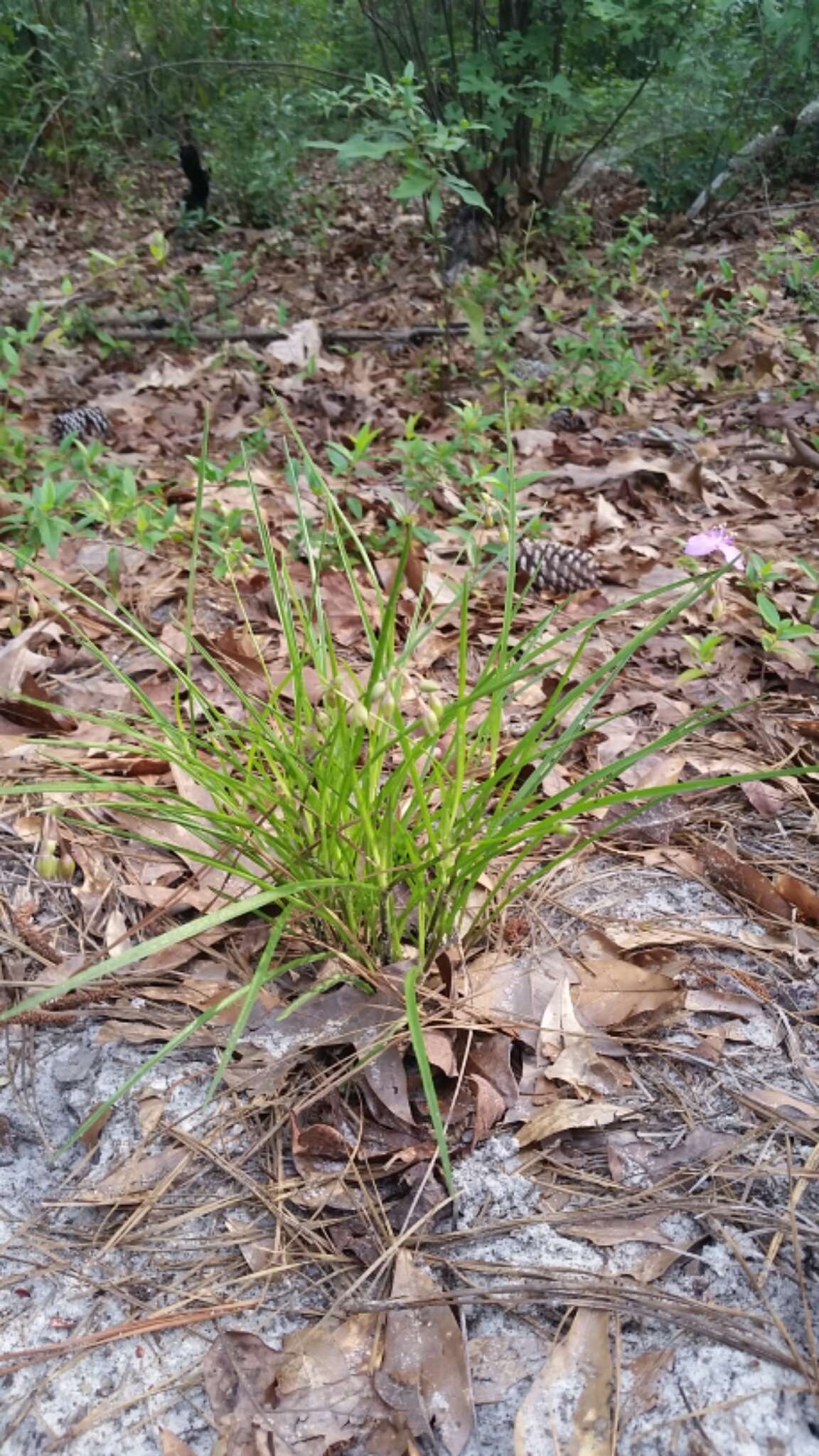 Image of grassleaf roseling