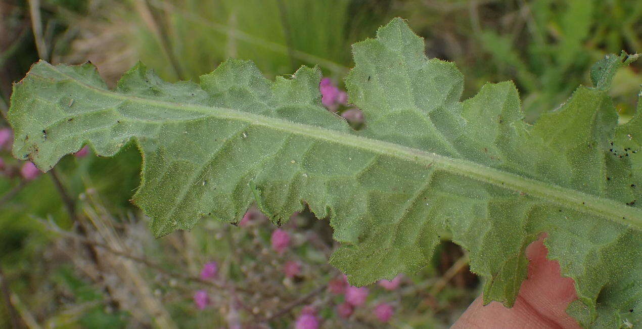 Plancia ëd Senecio purpureus L.