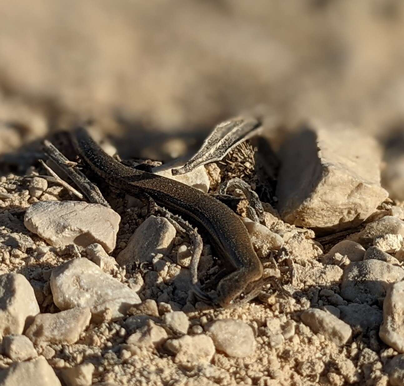 Image of Rüppell's snake-eyed skink