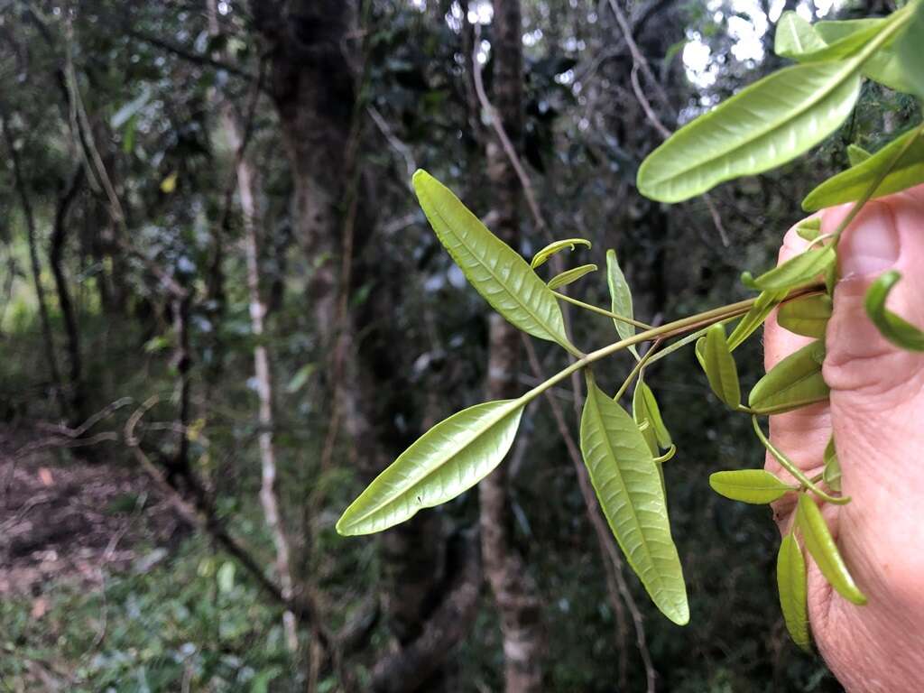 Image of Dinosperma erythrococcum (F. Müll.) T. G. Hartley