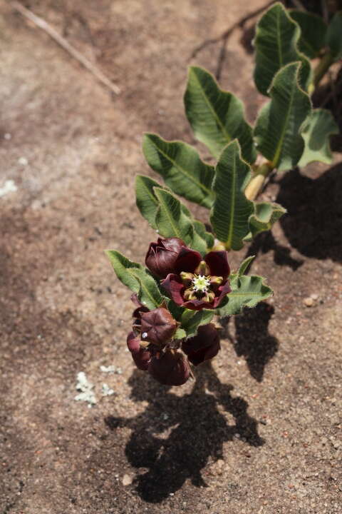 Image of Pachycarpus concolor E. Mey.