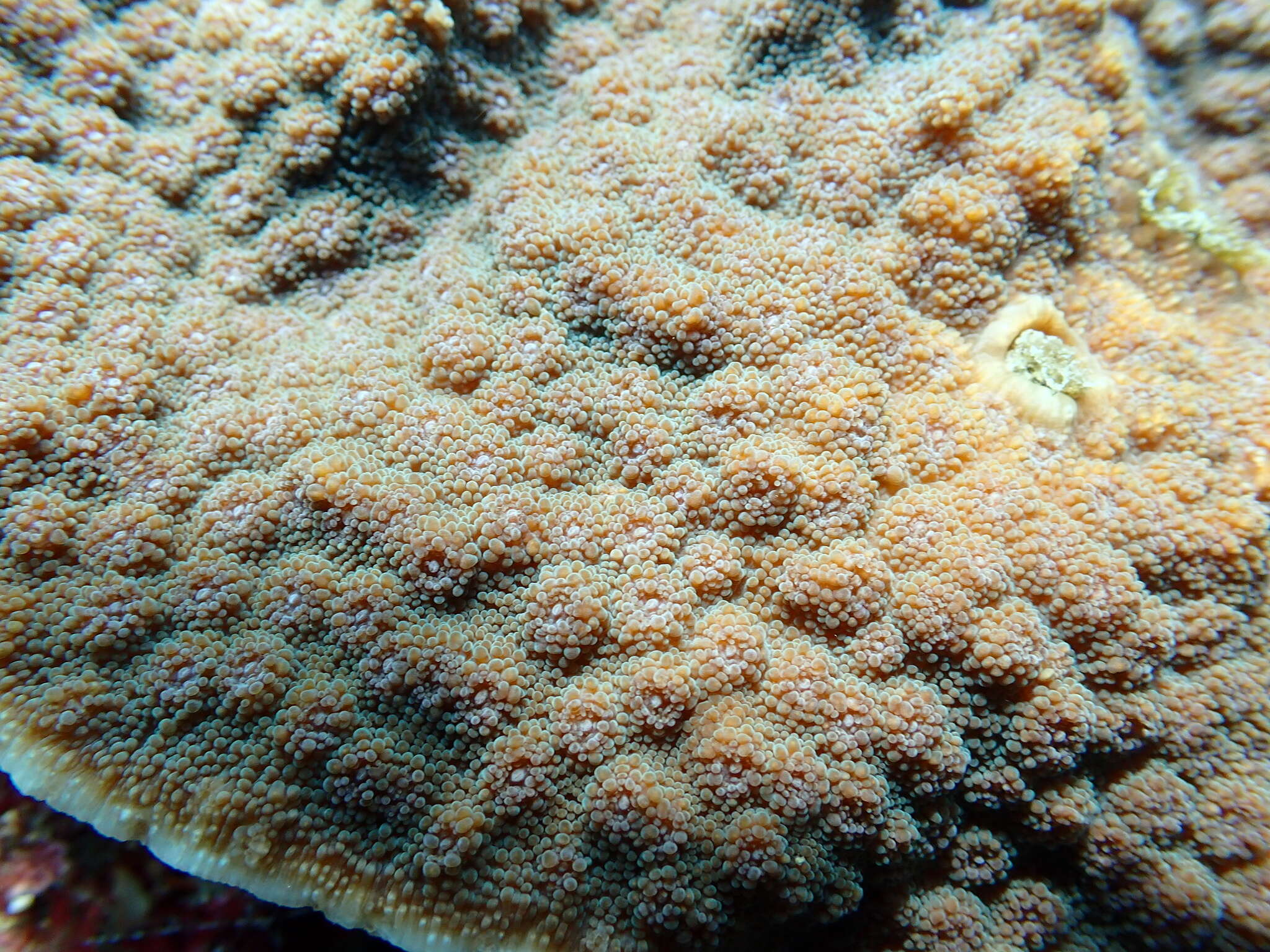 Image of Hedgehog Coral