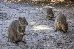 Image of Quokkas
