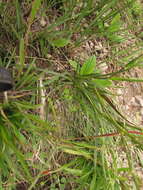 Eryngium zosterifolium H. Wolff resmi