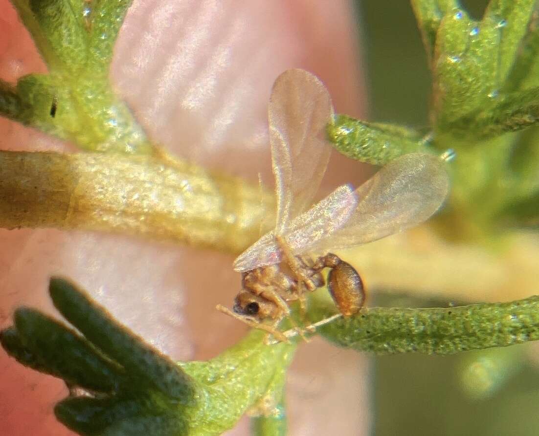 Image of Cyphomyrmex wheeleri Forel 1900