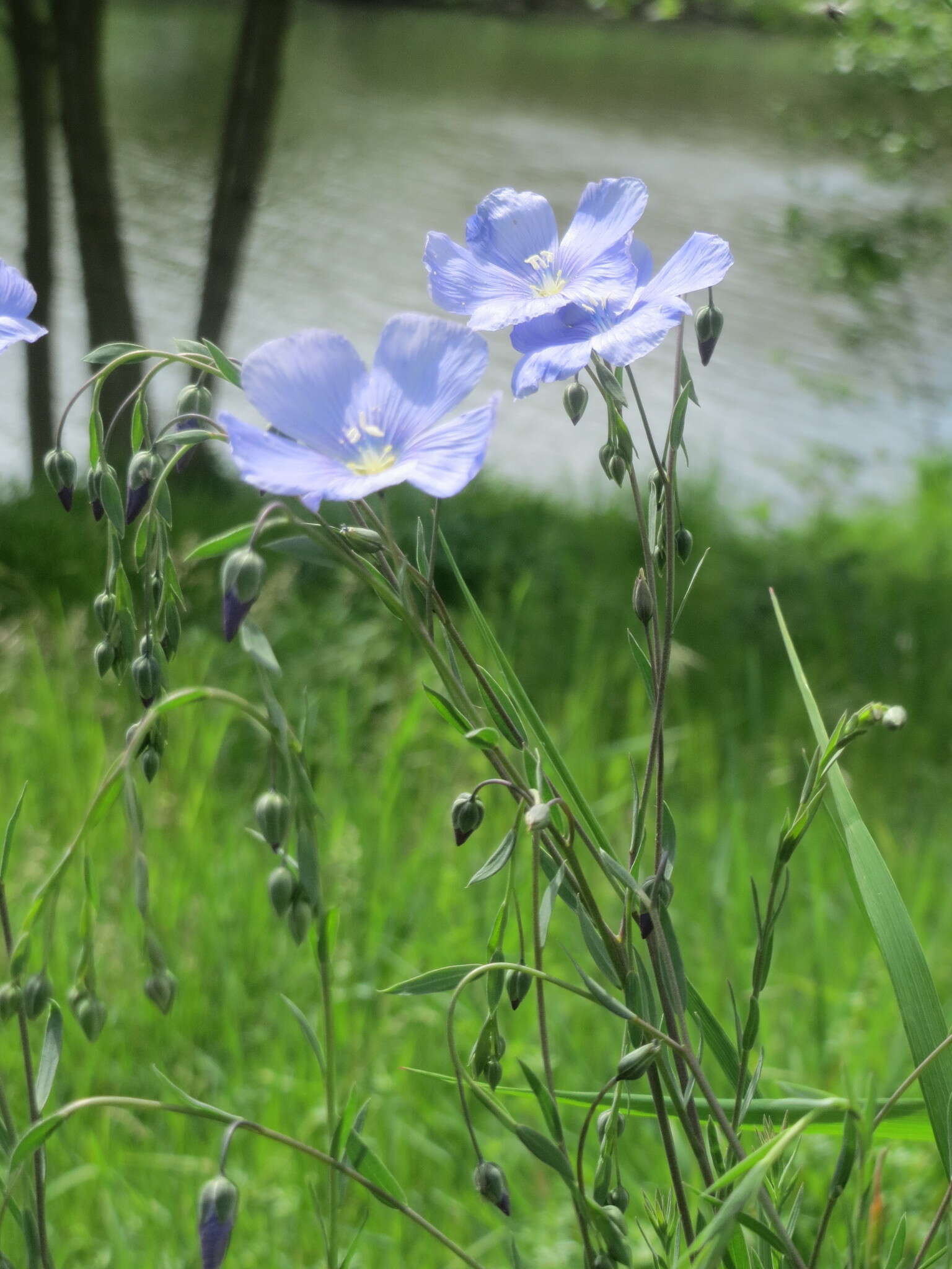 Image of common flax