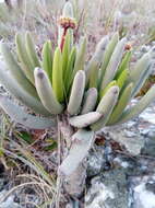 Image of Kalanchoe bitteri