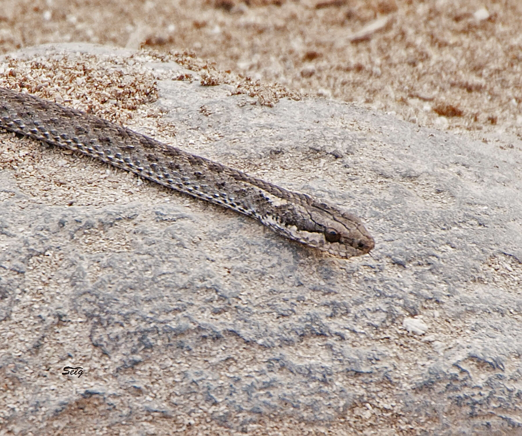 Sivun Pseudalsophis dorsalis (Steindachner 1876) kuva