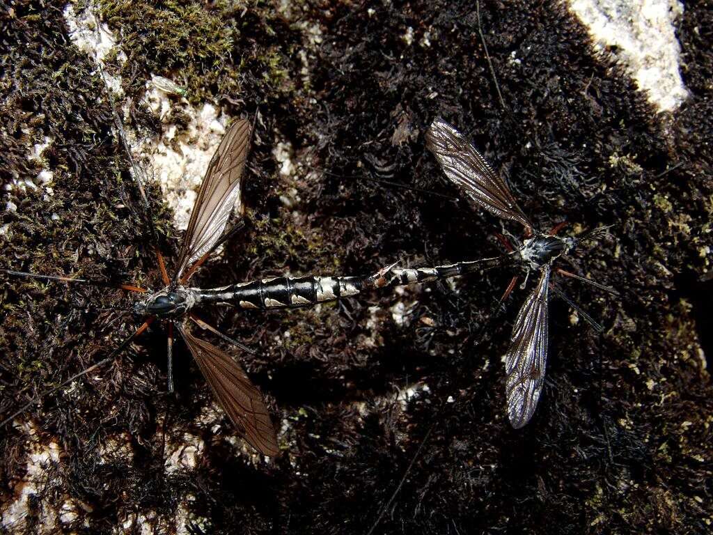 Image of Platyphasia wilsoni Alexander 1929