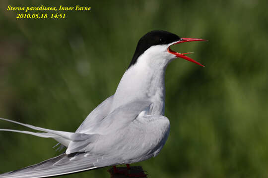 Image of Arctic Tern