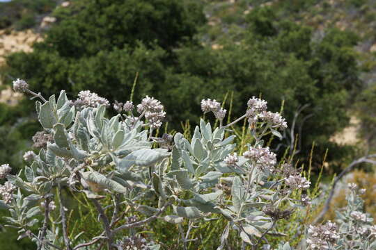 Image of Pacific yerba santa