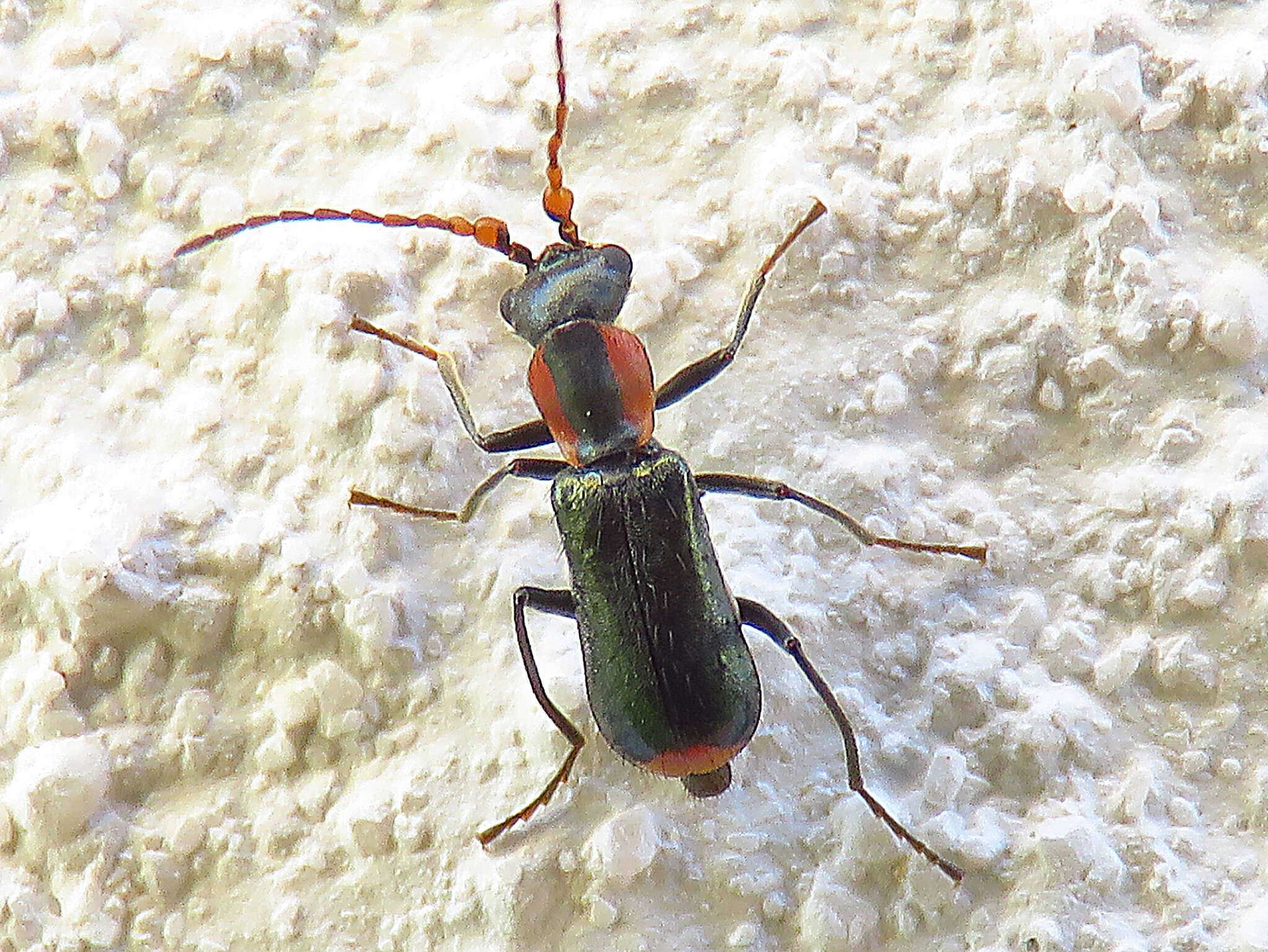 Cyrtosus cyanipennis resmi