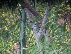 Image of Golden-winged Sparrow