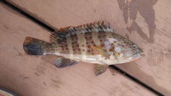 Image of Duskytail grouper