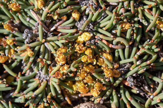 Image of Ephedra frustillata Miers