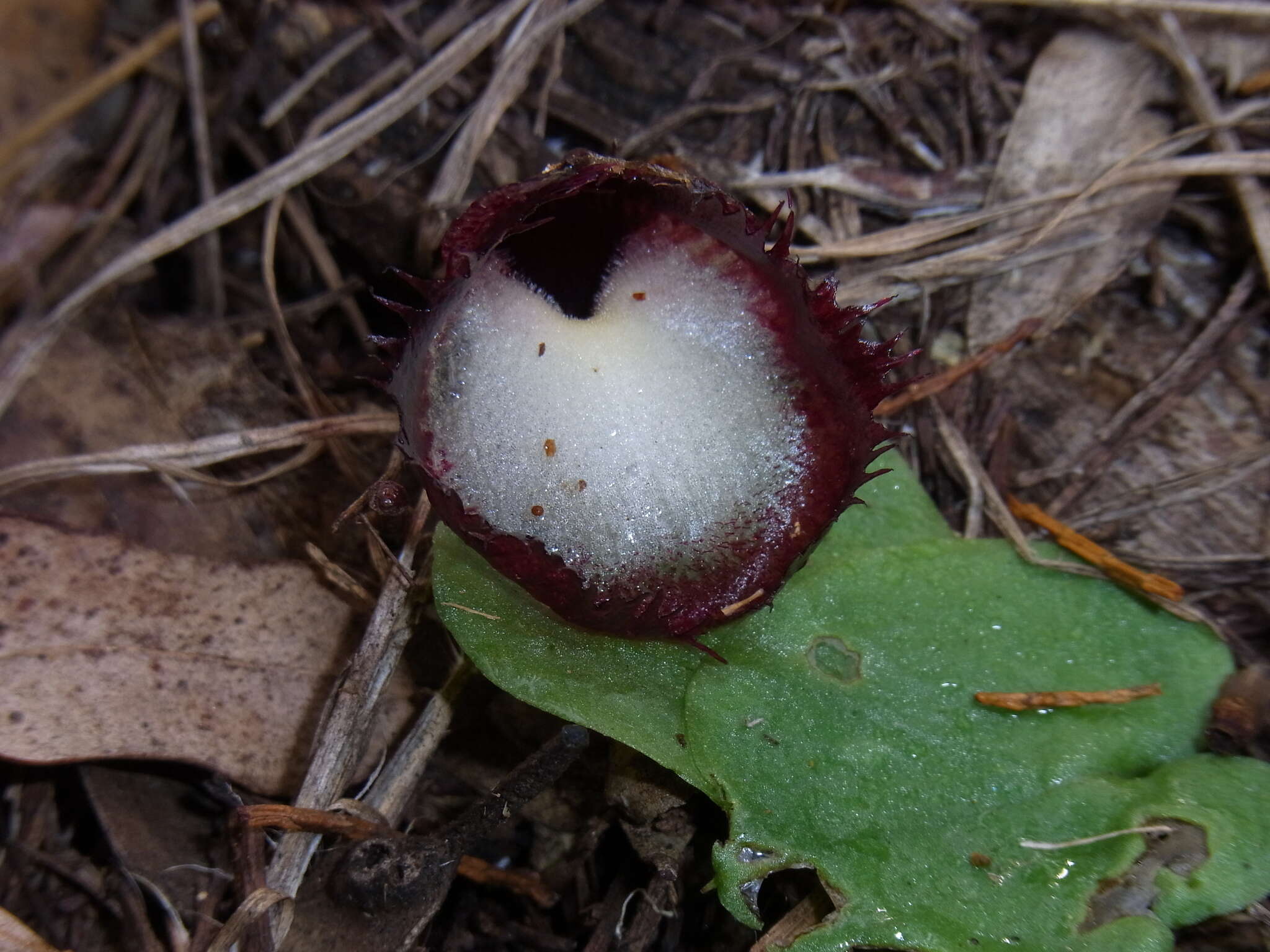 Image of Bristly helmet orchid