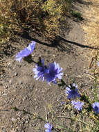 Image of chicory