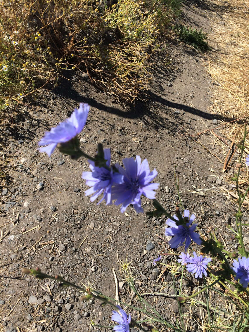 Image of chicory