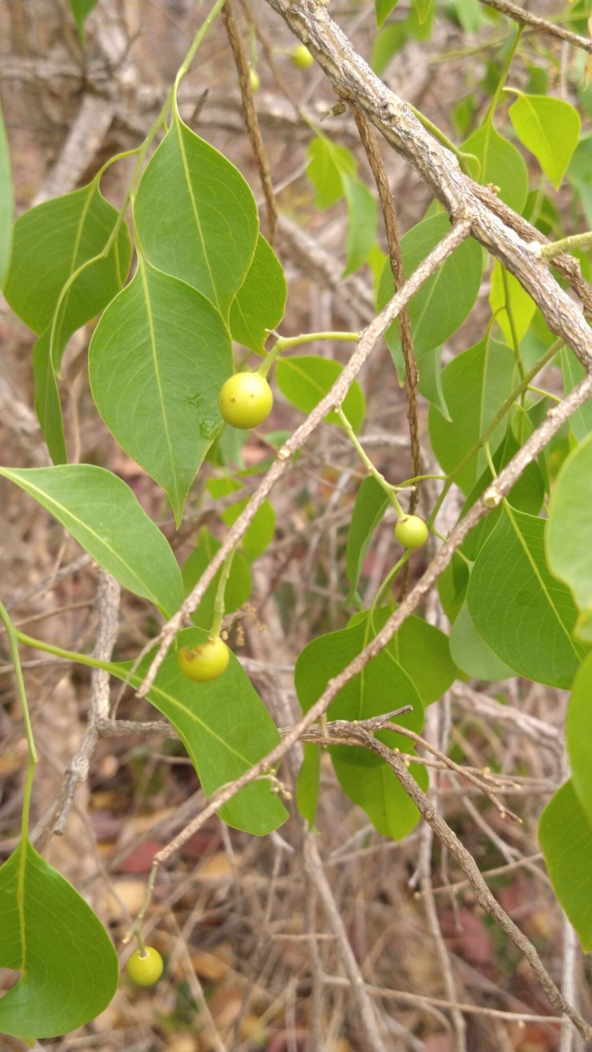 Image of Agonandra brasiliensis Benth. & Hook. fil.