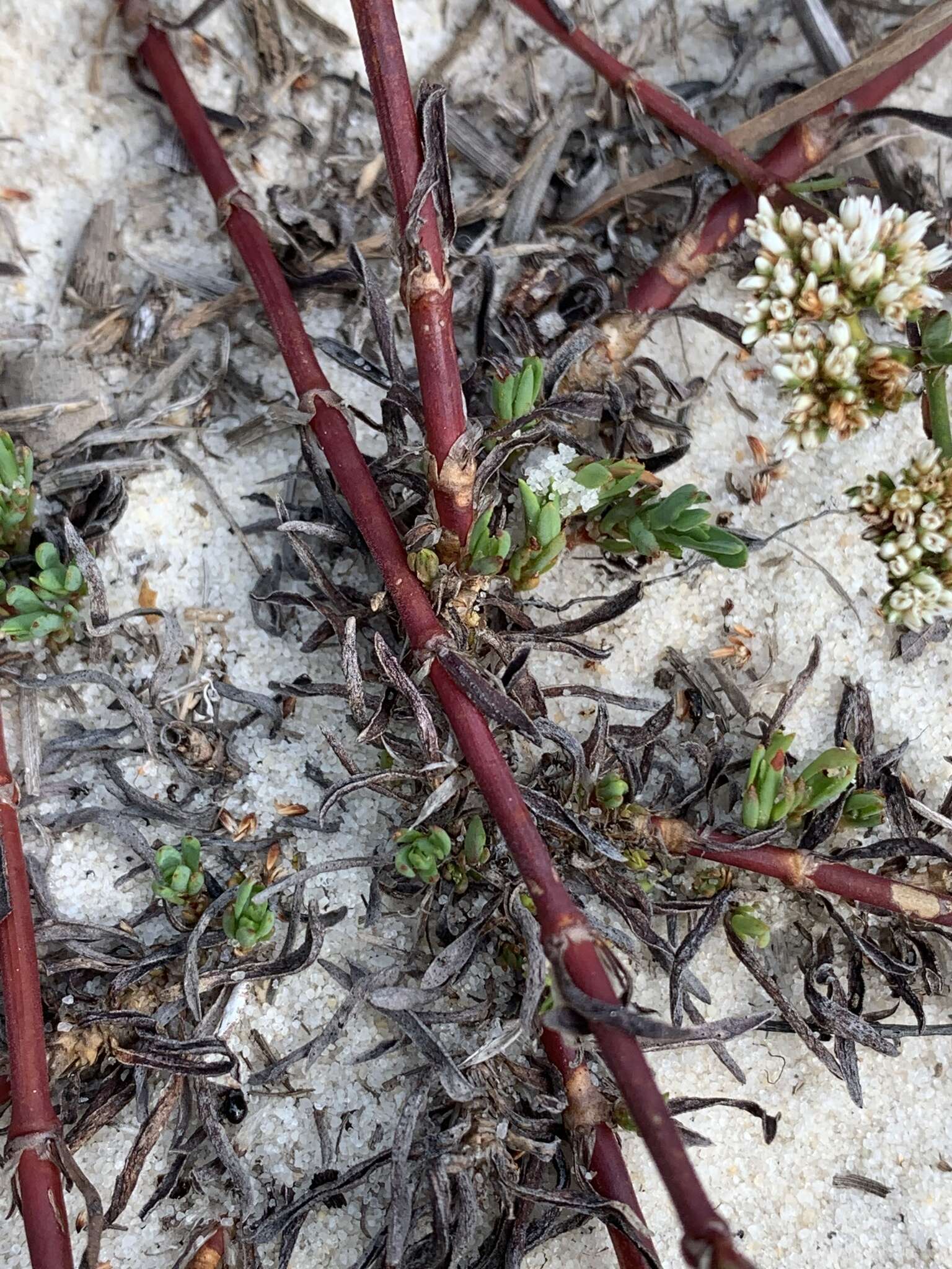 Слика од Paronychia erecta (Chapm.) Shinners