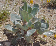 Imagem de Oenothera macrocarpa subsp. incana (A. Gray) W. L. Wagner