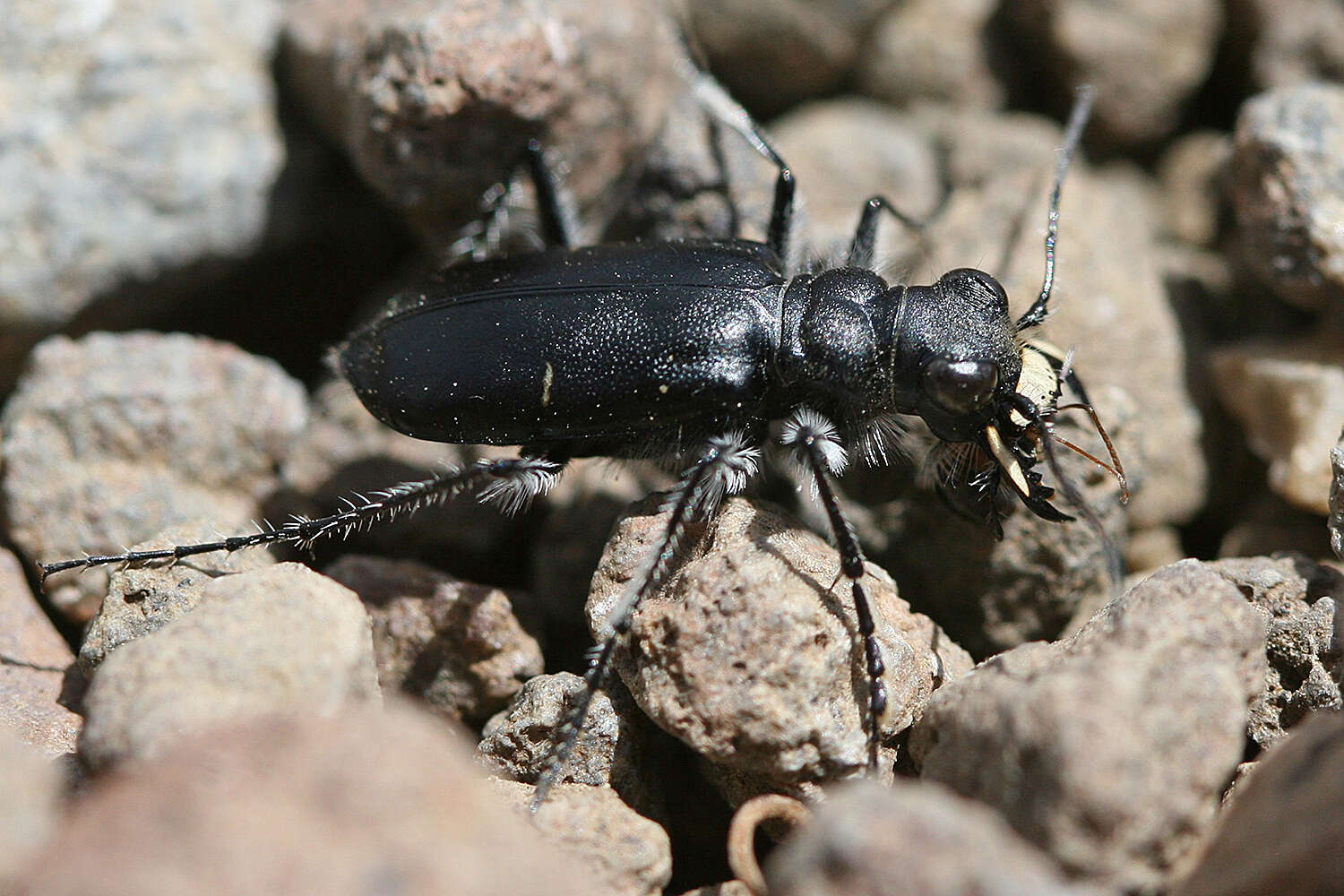 Image of Cicindela (Cicindela) plutonica Casey 1897