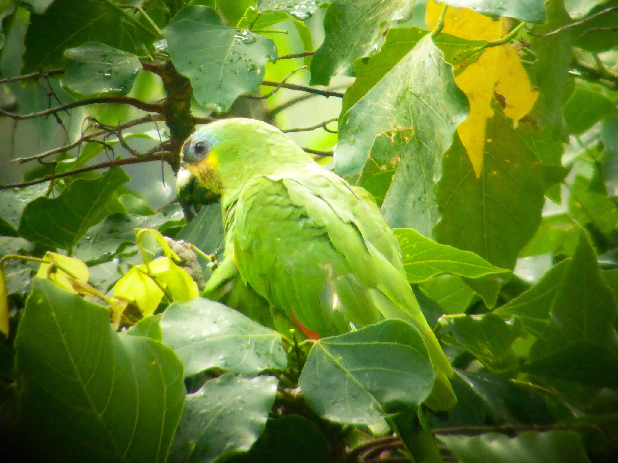 Plancia ëd Amazona amazonica (Linnaeus 1766)