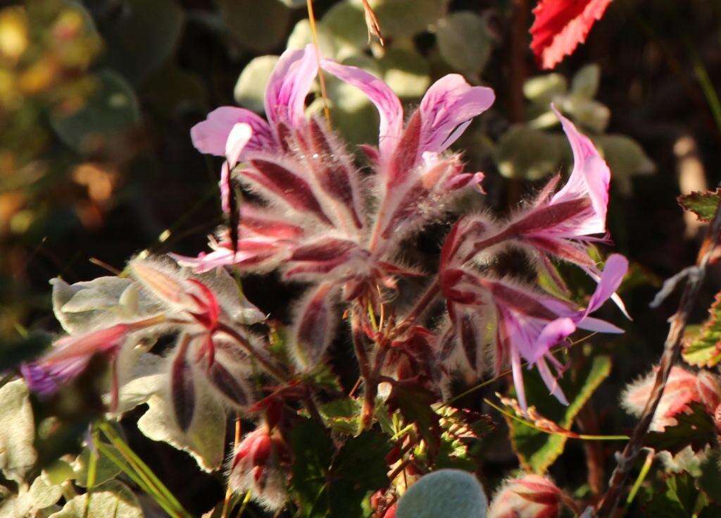 Image of Heart-leaved pelagonium