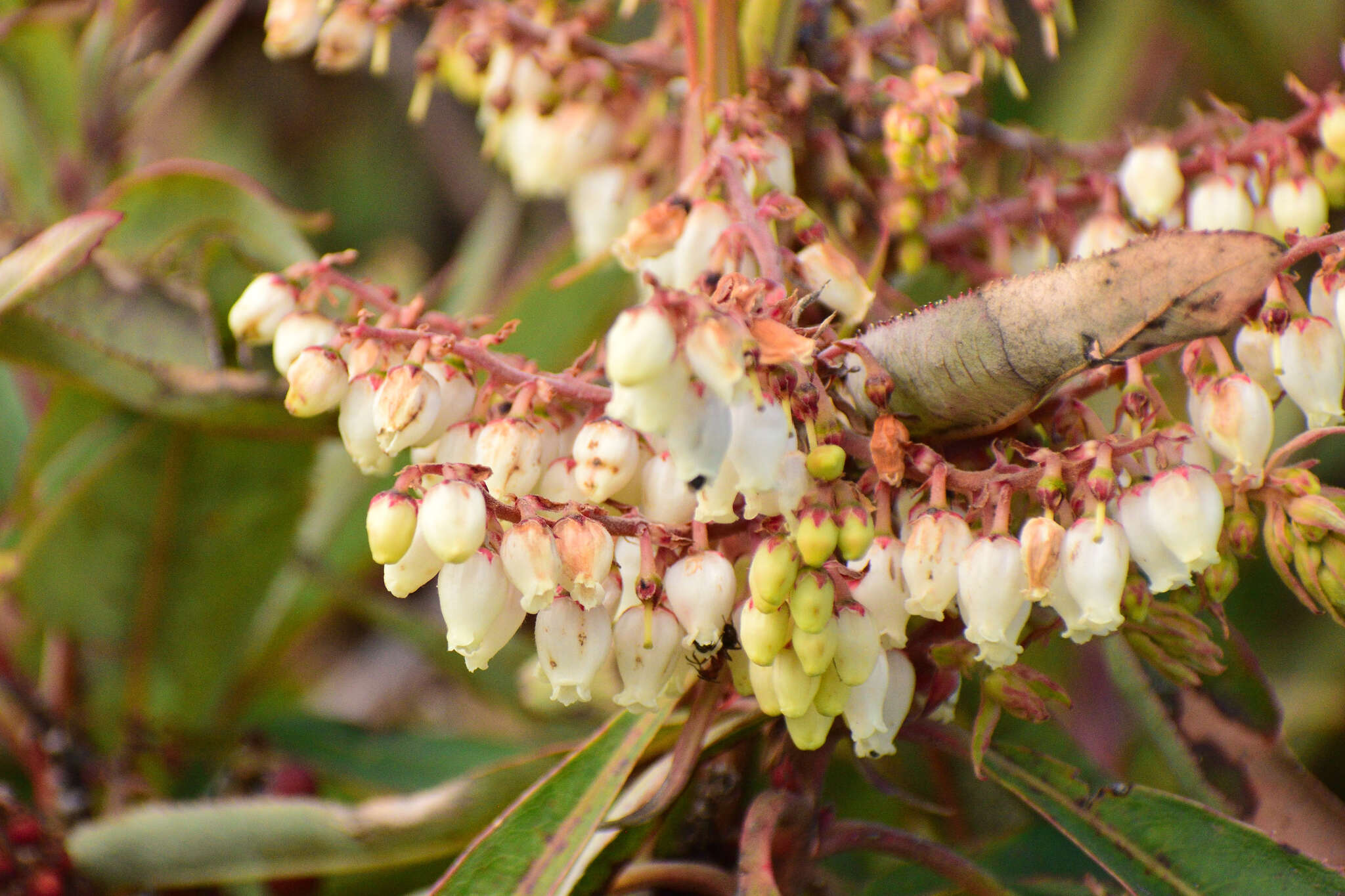 Image of Comarostaphylis discolor subsp. rupestris (Robertson & Seaton) Diggs