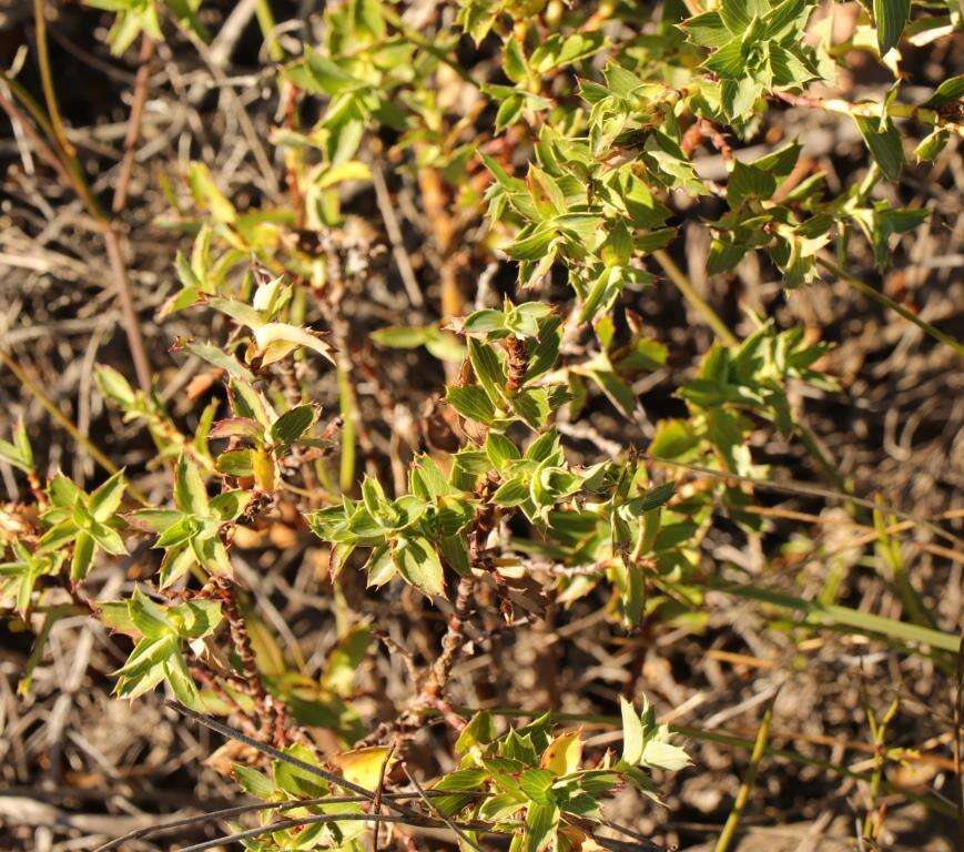 <i>Cliffortia <i>ilicifolia</i></i> var. ilicifolia resmi