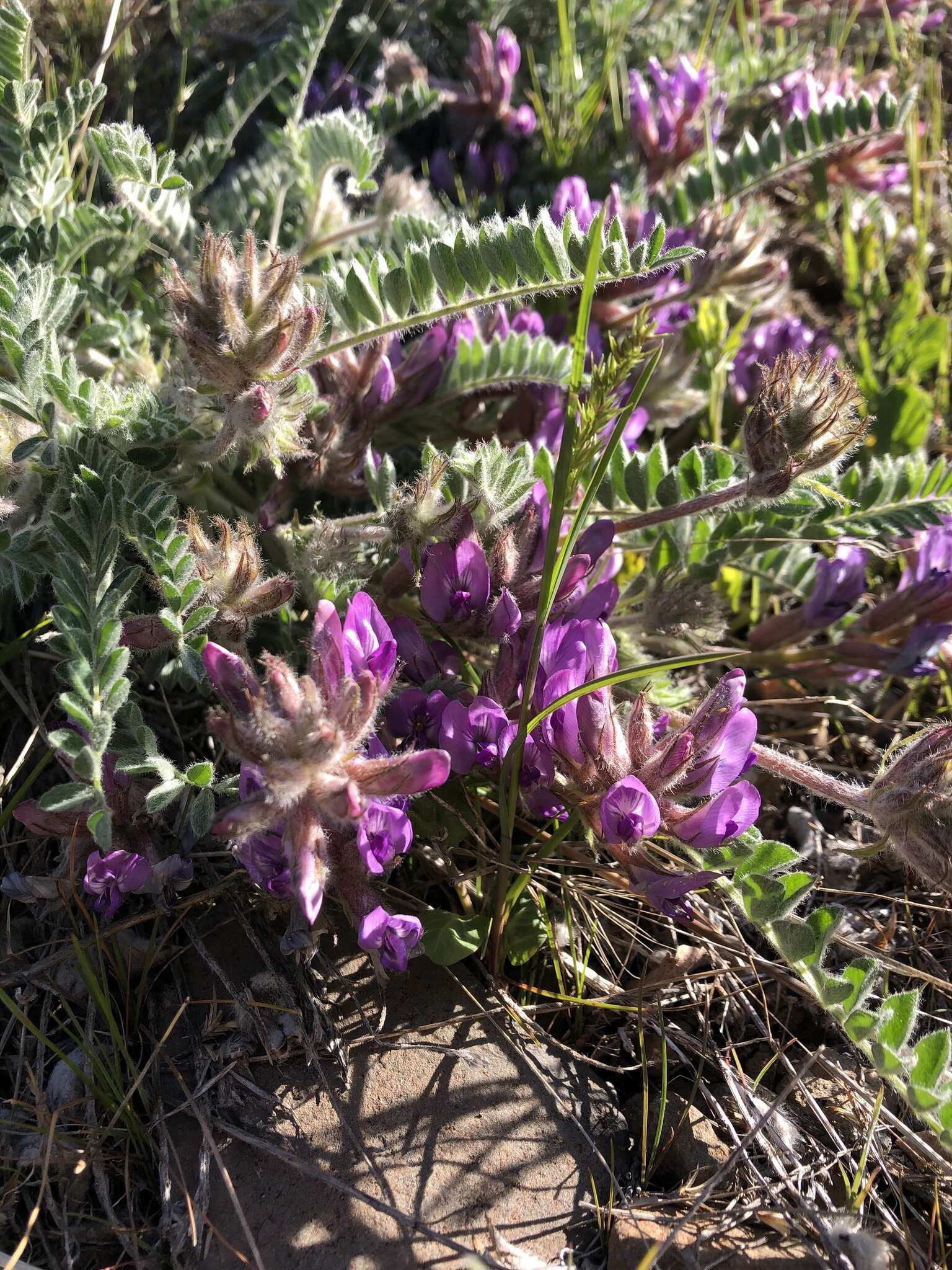 Image of bent milkvetch