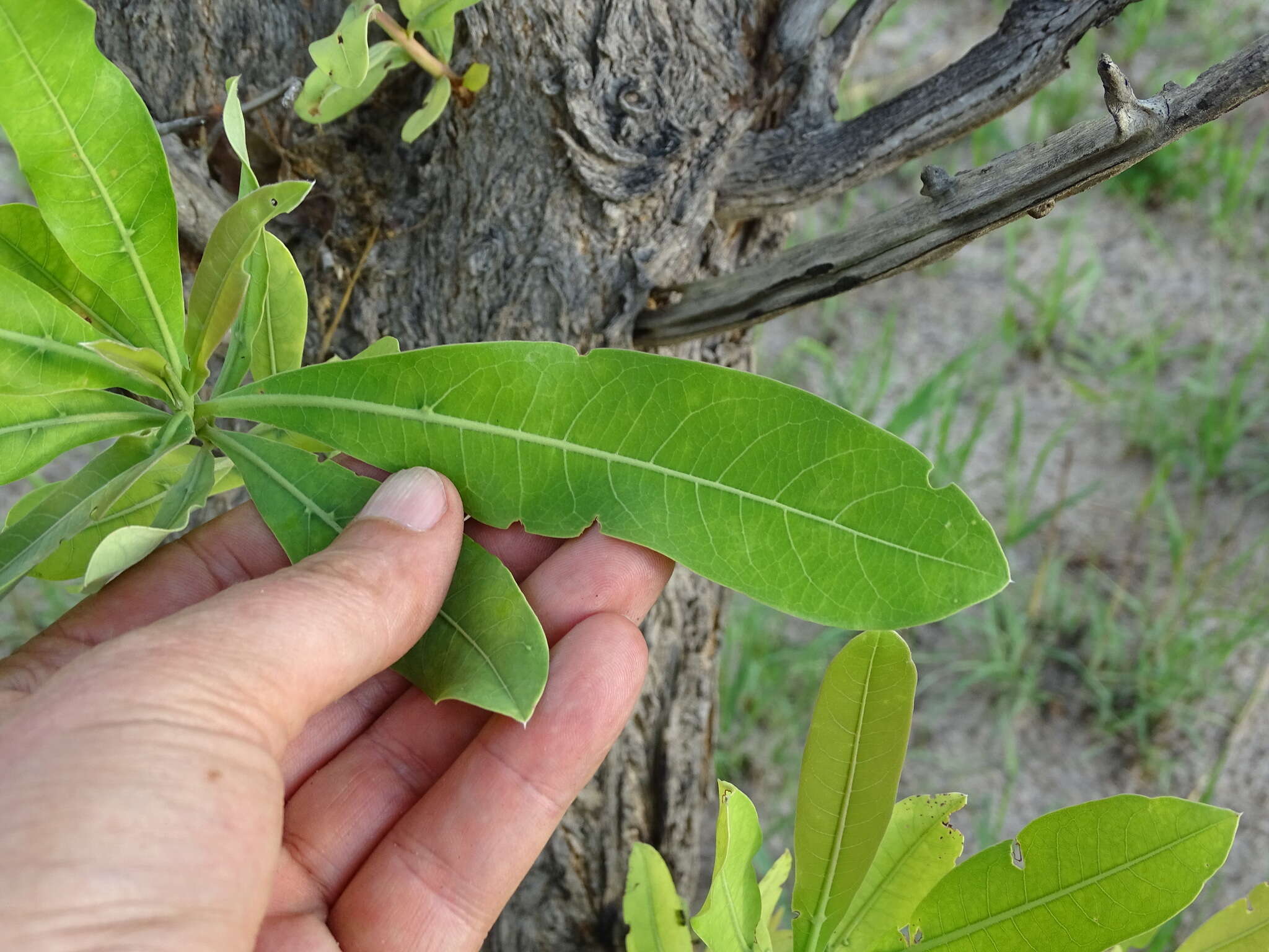 Terminalia brachystemma Welw. ex Hiern的圖片