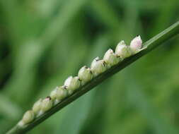 Image of Setaria flavida (Retz.) Veldkamp