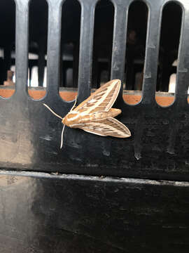 Image of Australian Striped Hawk Moth