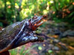 Image of Malayan Soft-shelled Turtle