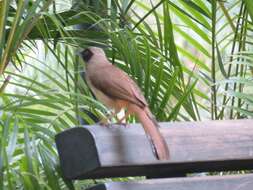 Image of Masked Laughingthrush