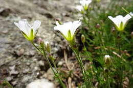 Plancia ëd Cherleria laricifolia (L.) Iamonico