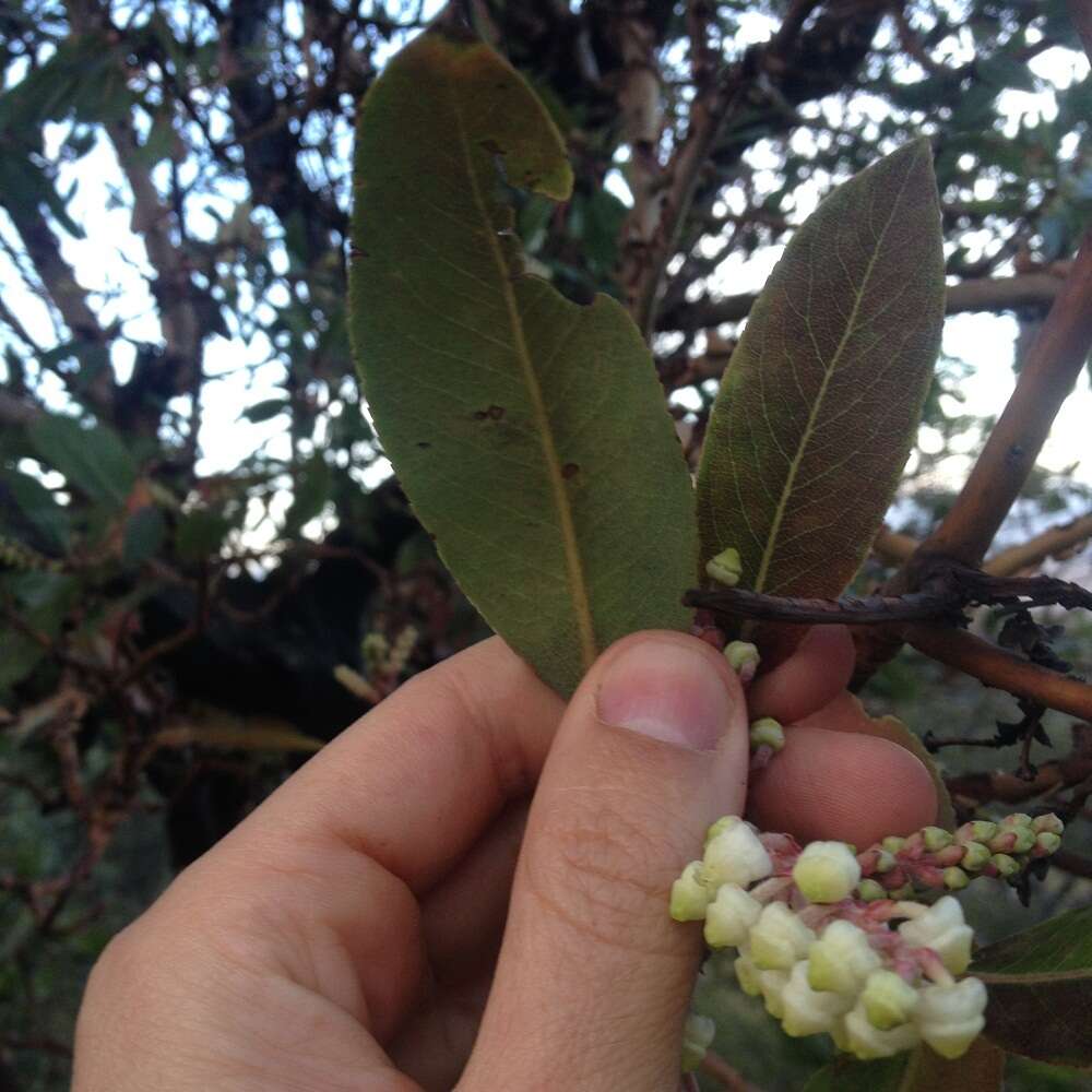 Arbutus xalapensis Kunth resmi