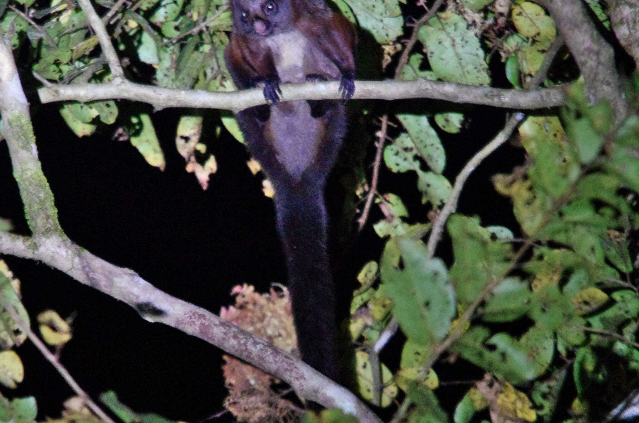 Image of Indian Giant Flying Squirrel