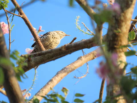 Image of Stripe-backed Wren