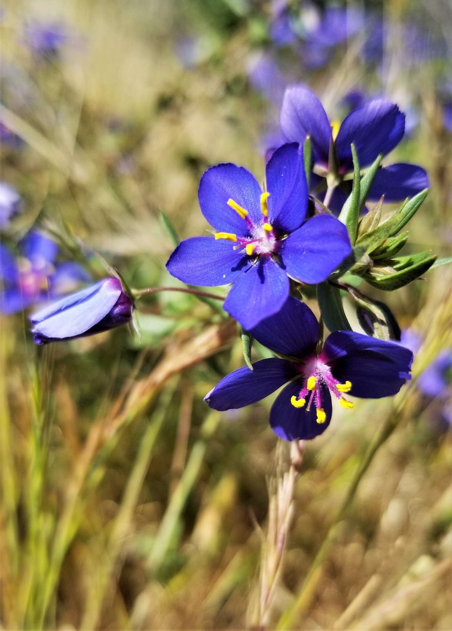 Image of <i>Lysimachia monelli</i>