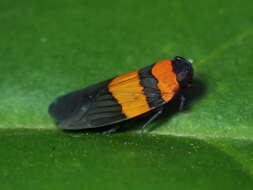 Image of Plectoderes (Plectoderes) flavovittatus (Fowler 1904)