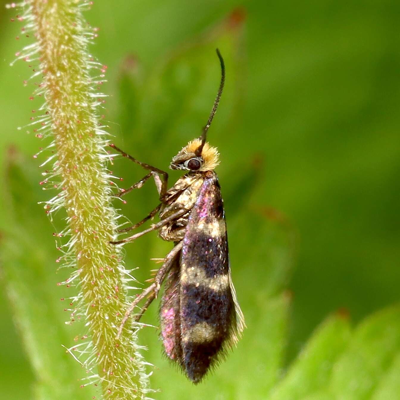 Imagem de Micropterix aureatella Scopoli 1763