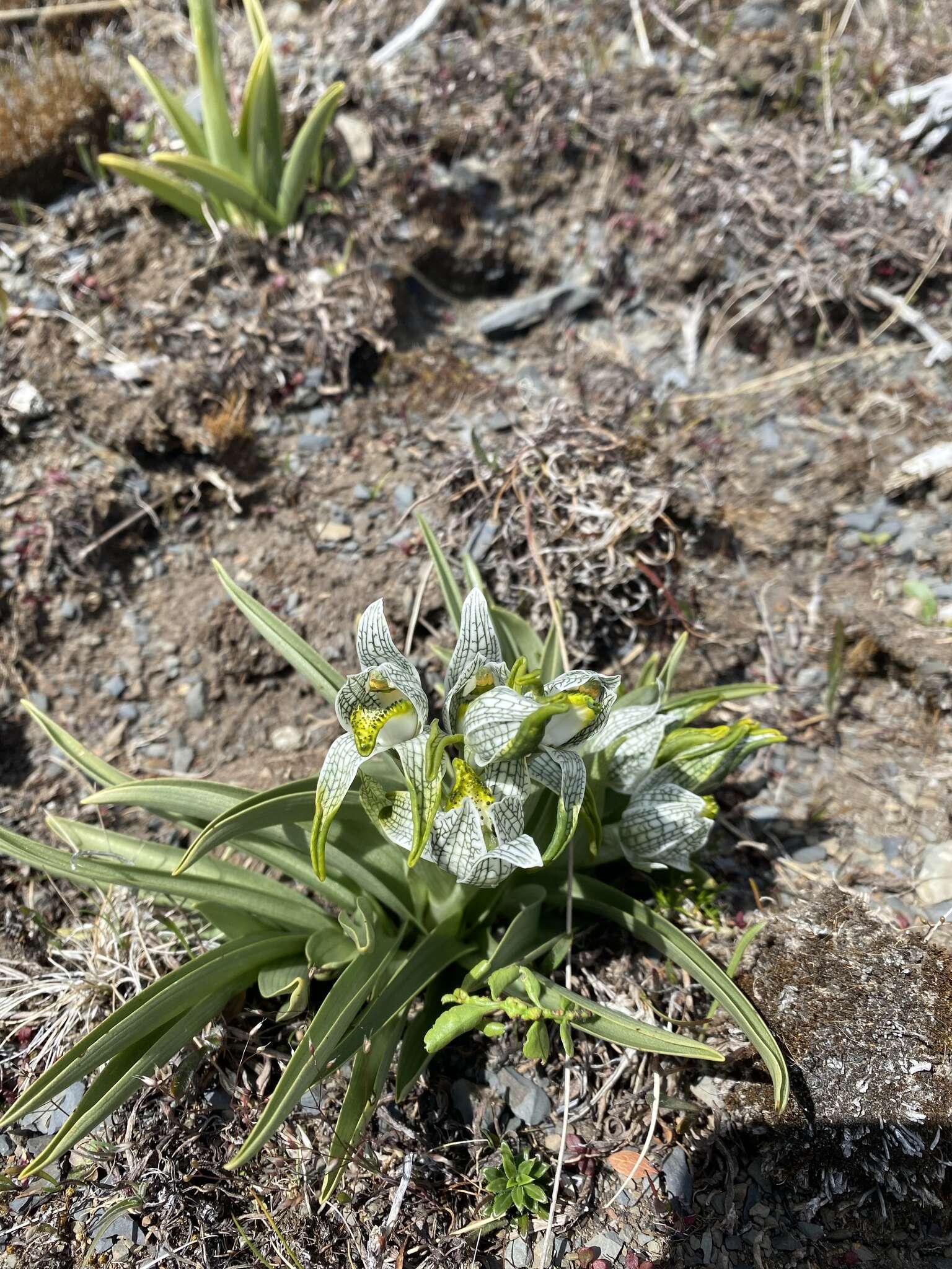 Plancia ëd Chloraea magellanica Hook. fil.