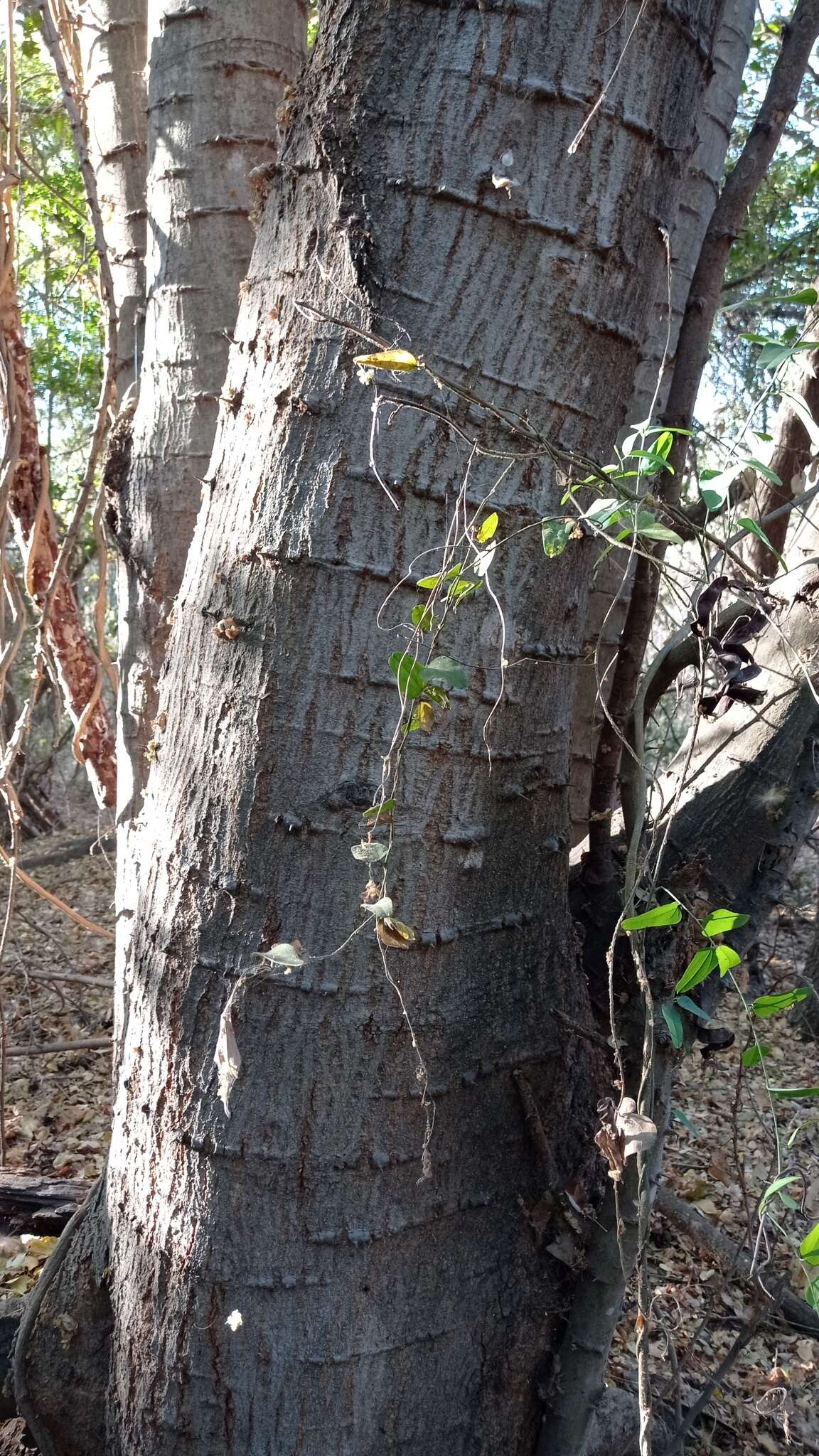 Sivun Havardia sonorae (S. Watson) Britton & Rose kuva