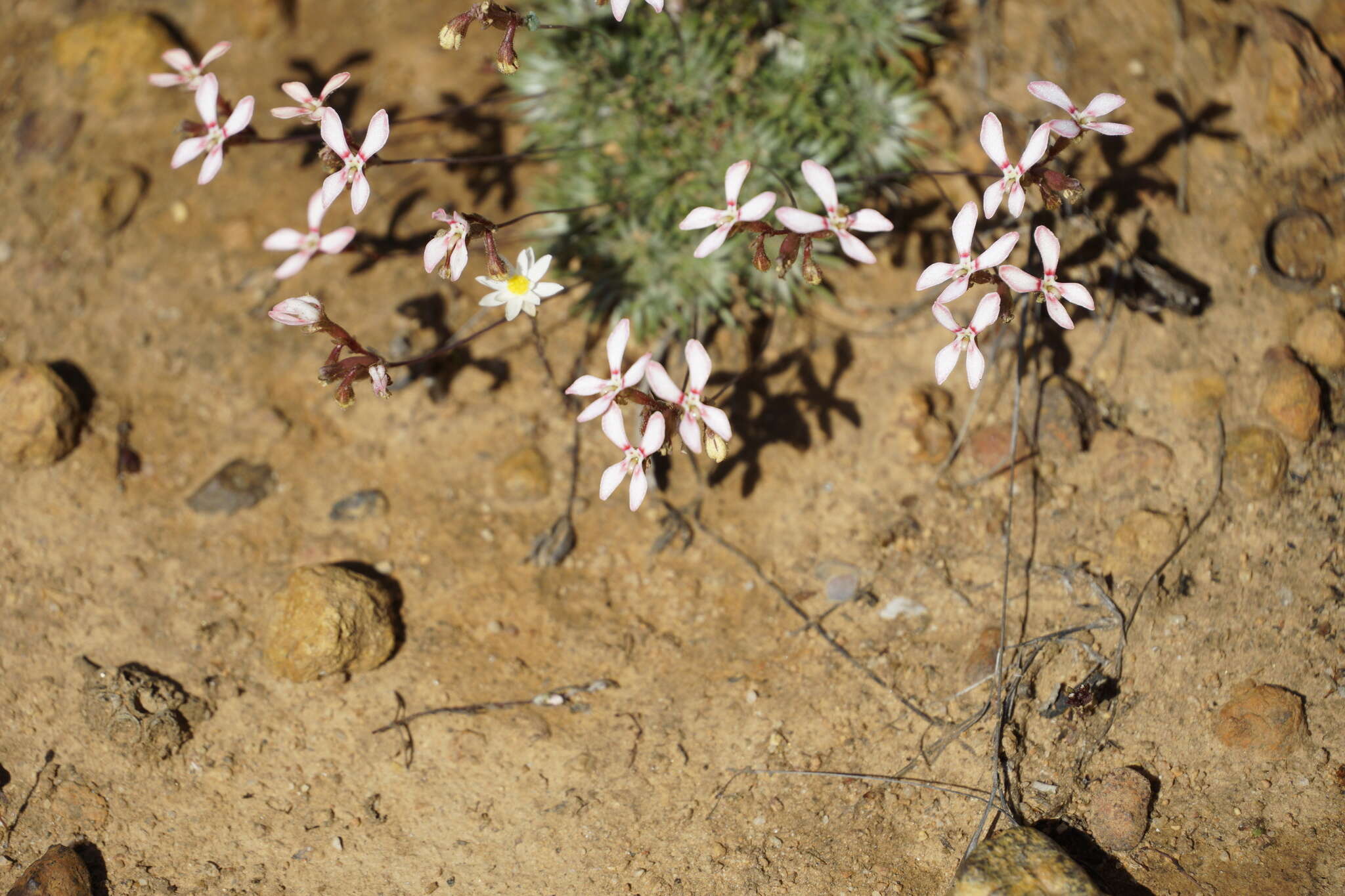 Image of Stylidium lepidum F. Müll. ex Benth.