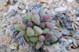 Image of Crassula elegans subsp. elegans