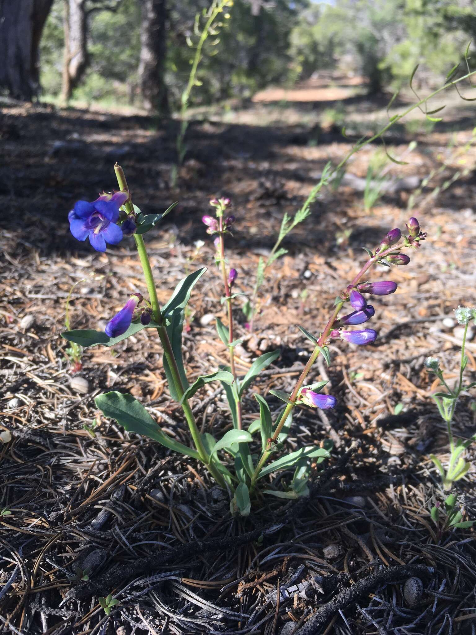 Image of bluestem beardtongue